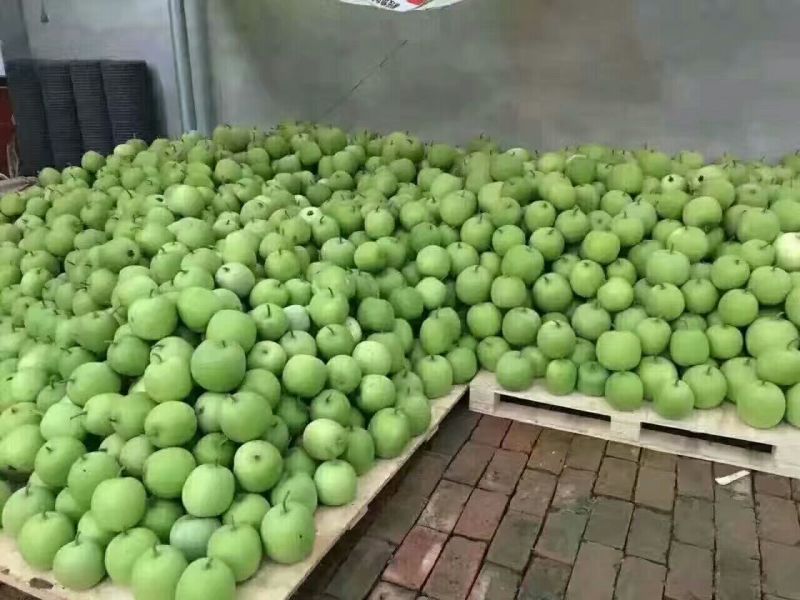 香芋冬瓜种子