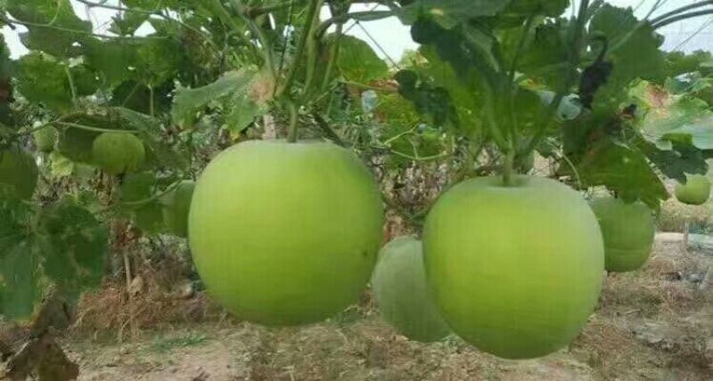 香芋冬瓜种子