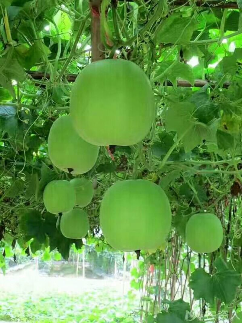 香芋冬瓜种子