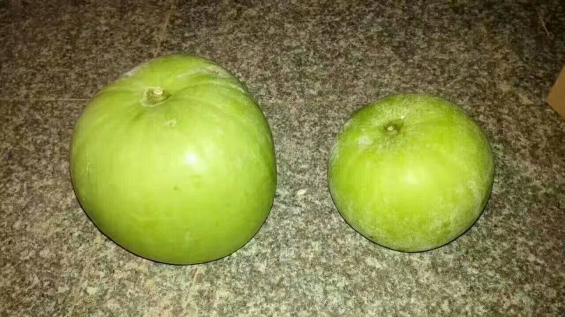 香芋冬瓜种子