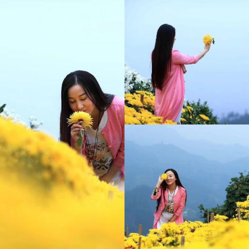 金丝皇菊茶一级