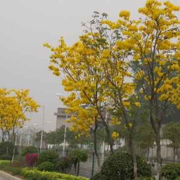 黄花风铃木3m以上