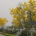 黄花风铃木3m以上