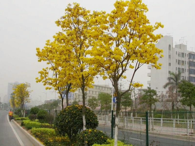 黄花风铃木3m以上