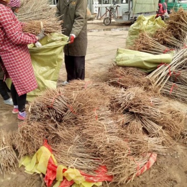 银杏苗70~80cm