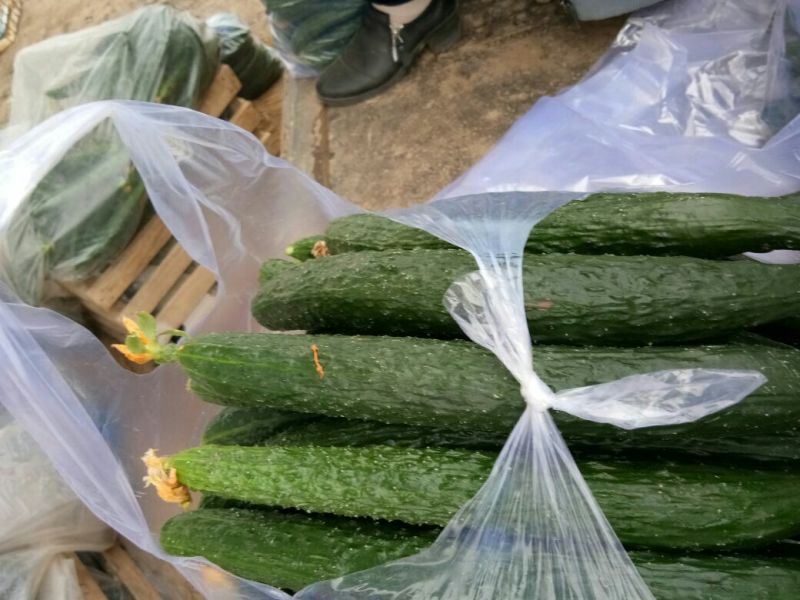 德瑞特721，30-40公分鲜花带刺产地直销直发