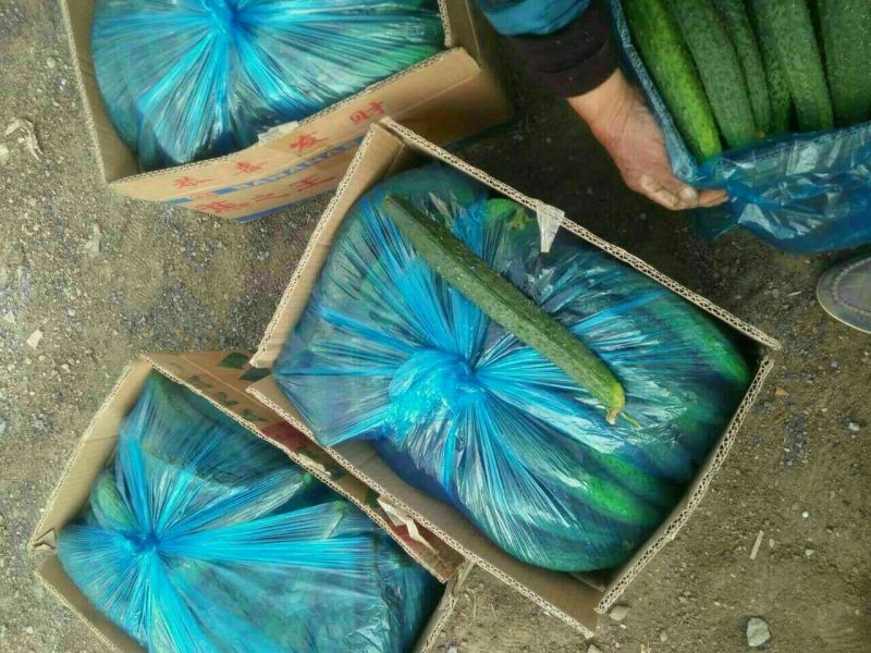 德瑞特721，30-40公分鲜花带刺产地直销直发