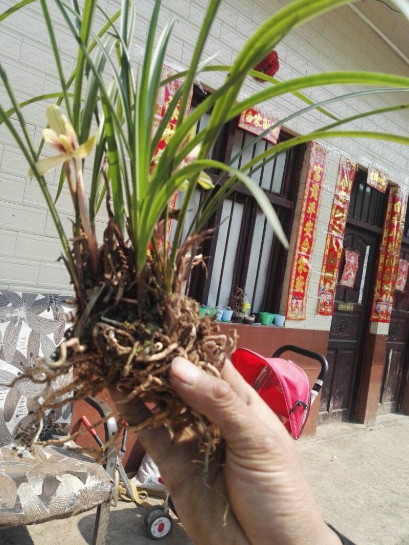 兰花带盆栽好