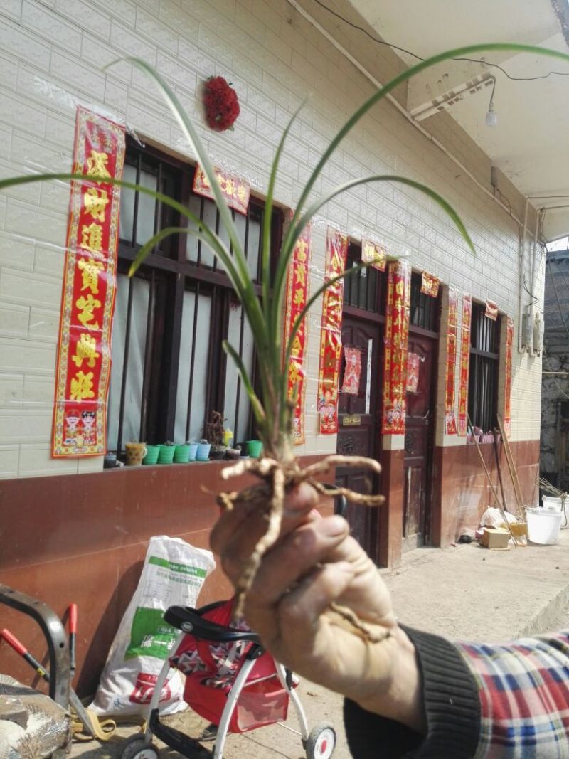 兰花带盆栽好