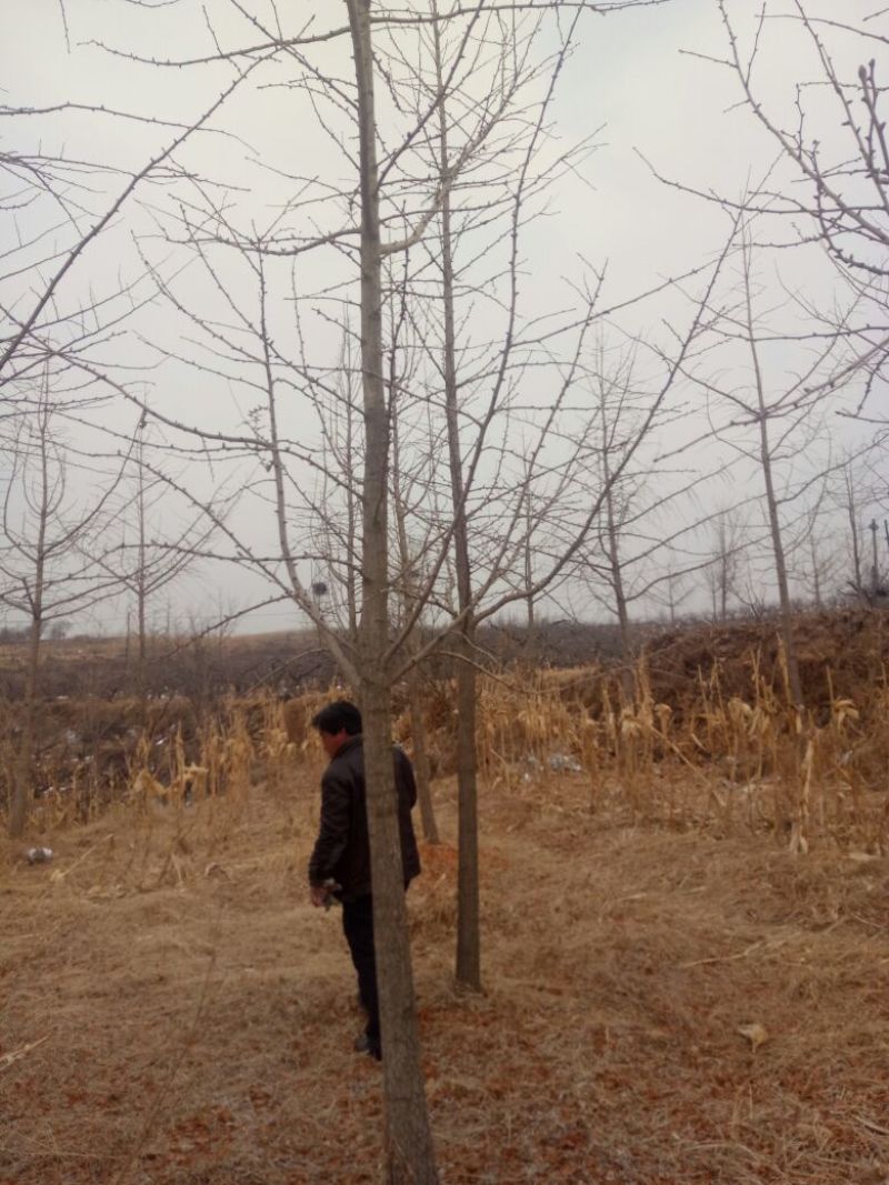 银杏树2~3米14~16cm3.5~4米
