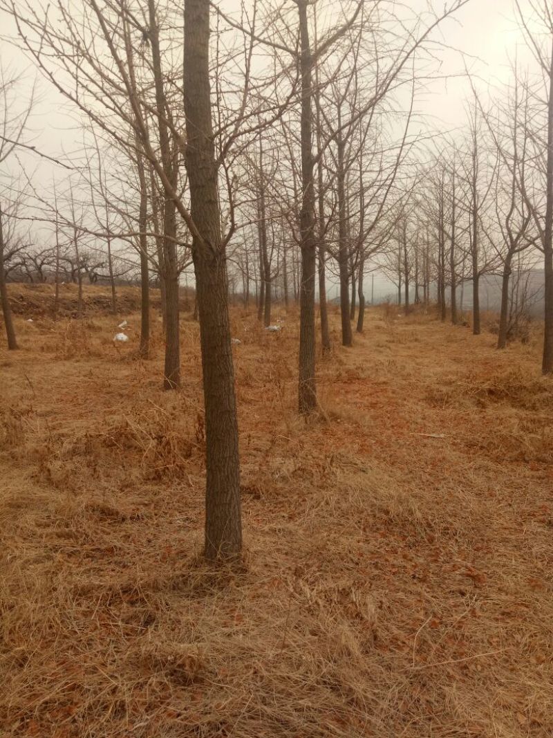 银杏树2~3米14~16cm3.5~4米