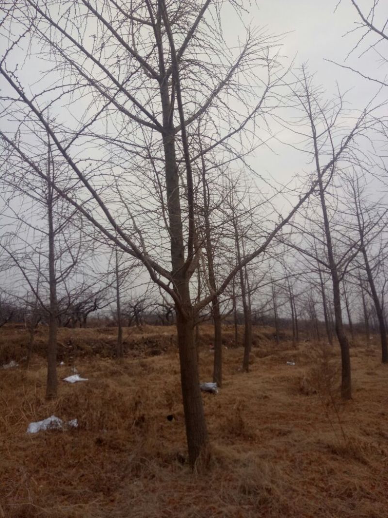 银杏树2~3米14~16cm3.5~4米