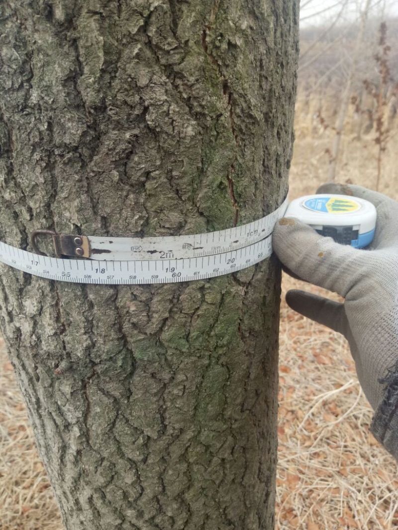 银杏树2~3米14~16cm3.5~4米
