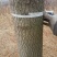 银杏树2~3米14~16cm3.5~4米