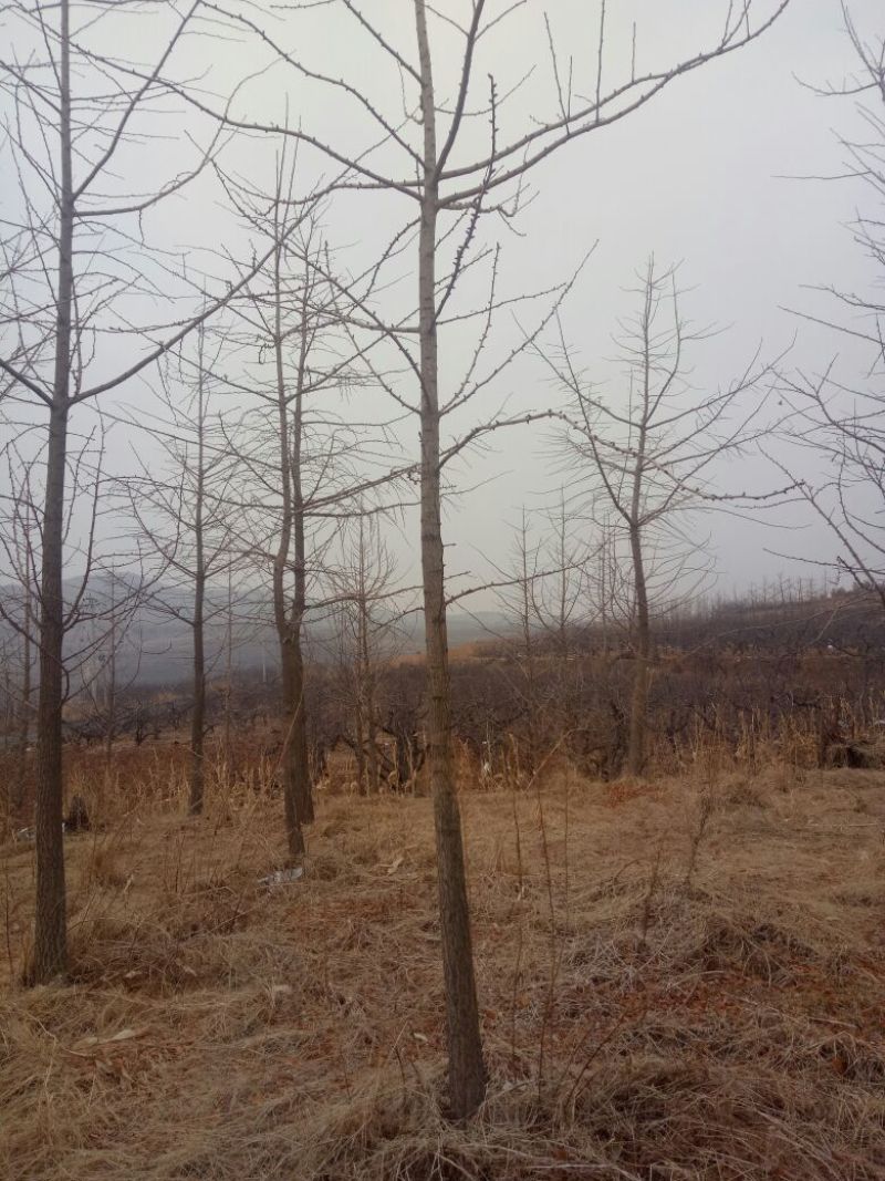 银杏树2~3米14~16cm3.5~4米