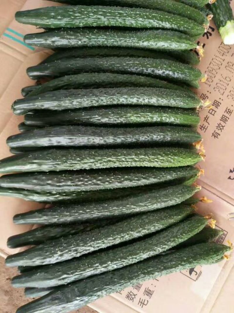 《推荐》黄瓜干花带刺25公分以上，瓜条顺直，颜色油亮