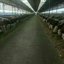 西门塔尔牛200~300斤价格肉牛价格，育肥牛价格