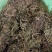 鹅不食草河南干货量大从优欢迎选购
