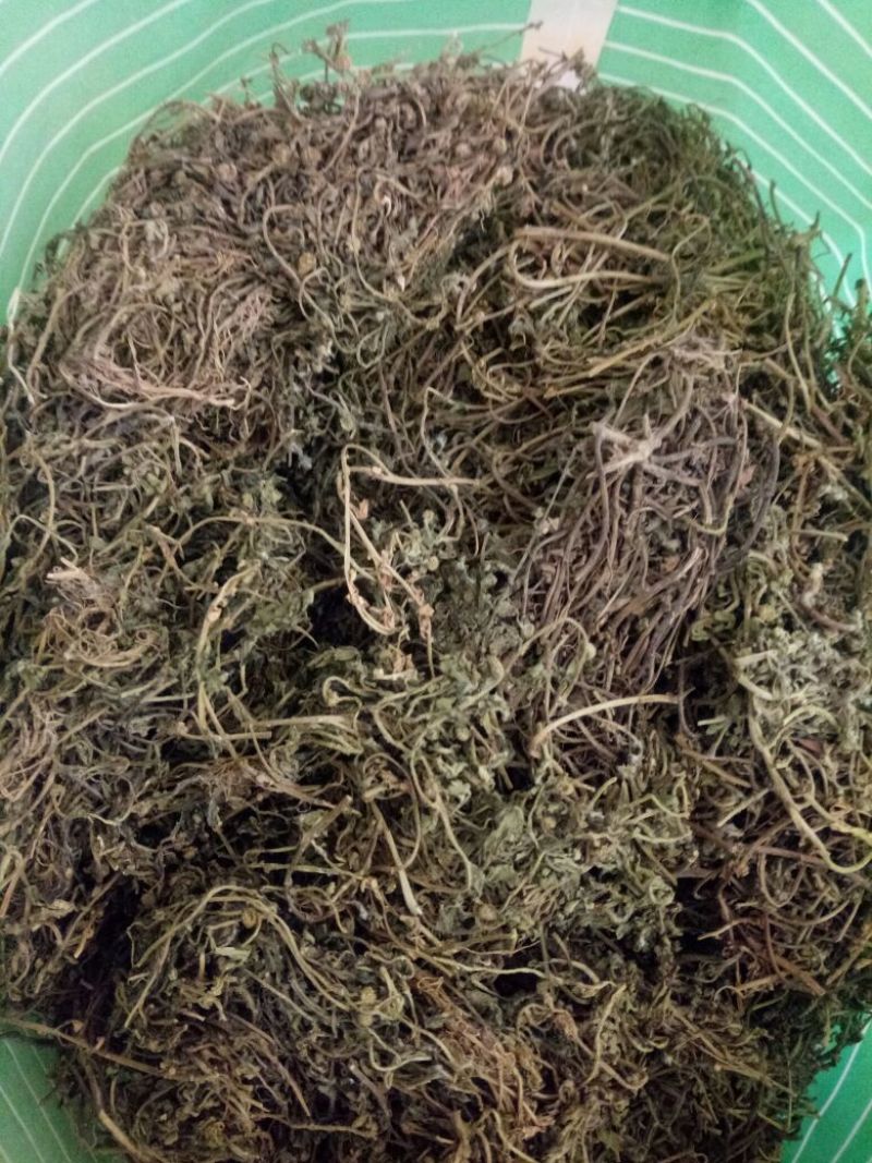 鹅不食草河南干货量大从优欢迎选购