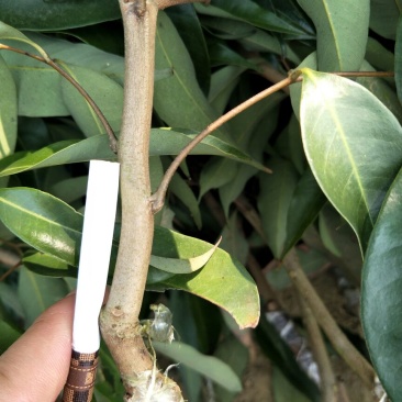无核荔枝苗80~100cm