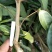 无核荔枝苗80~100cm