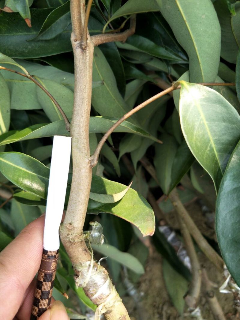 无核荔枝苗80~100cm