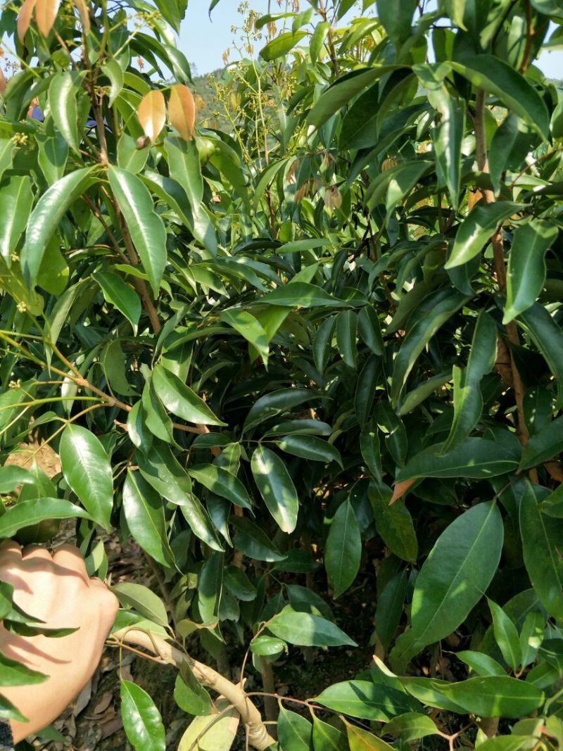 无核荔枝苗80~100cm