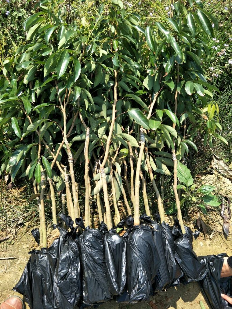 无核荔枝苗80~100cm
