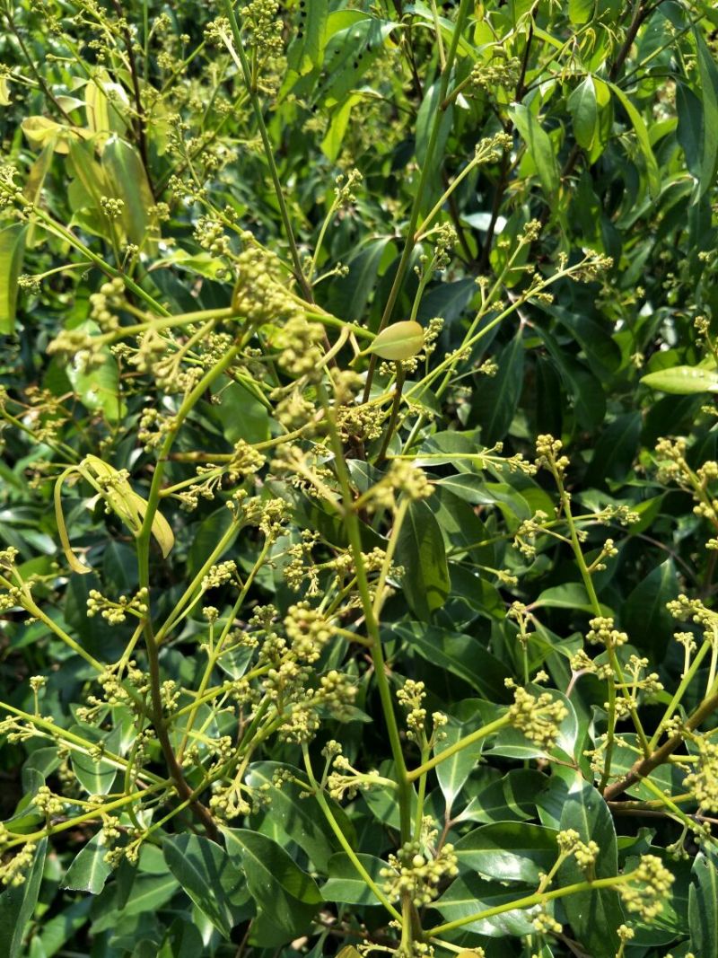 无核荔枝苗80~100cm