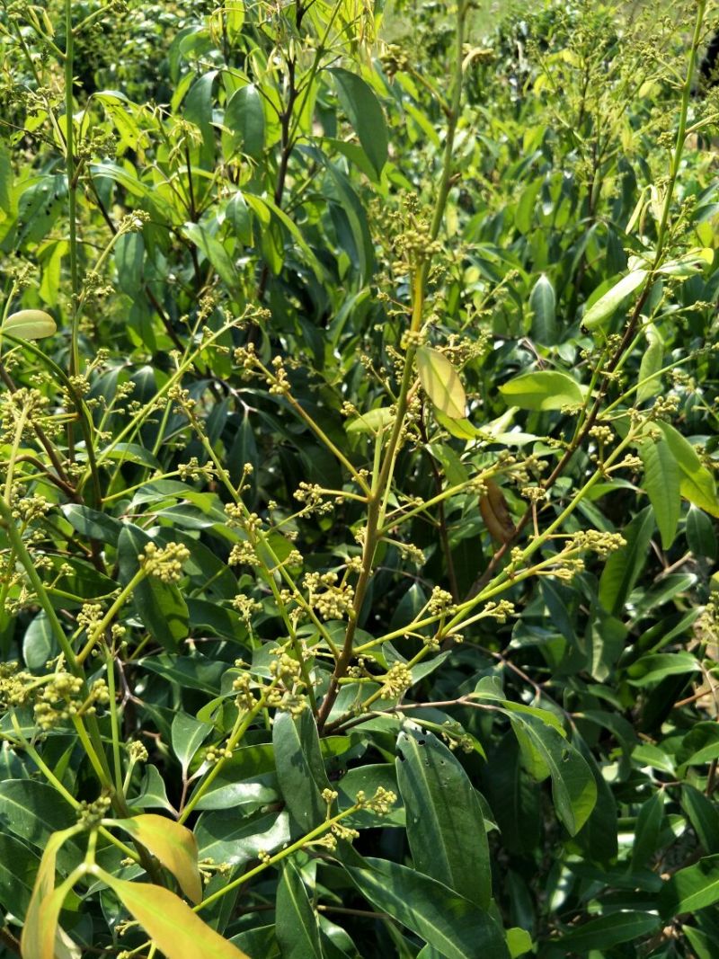 无核荔枝苗80~100cm
