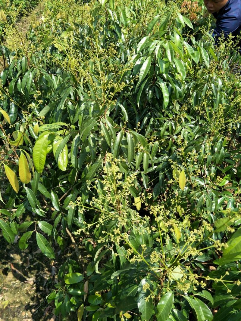 无核荔枝苗80~100cm