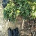 无核荔枝苗80~100cm