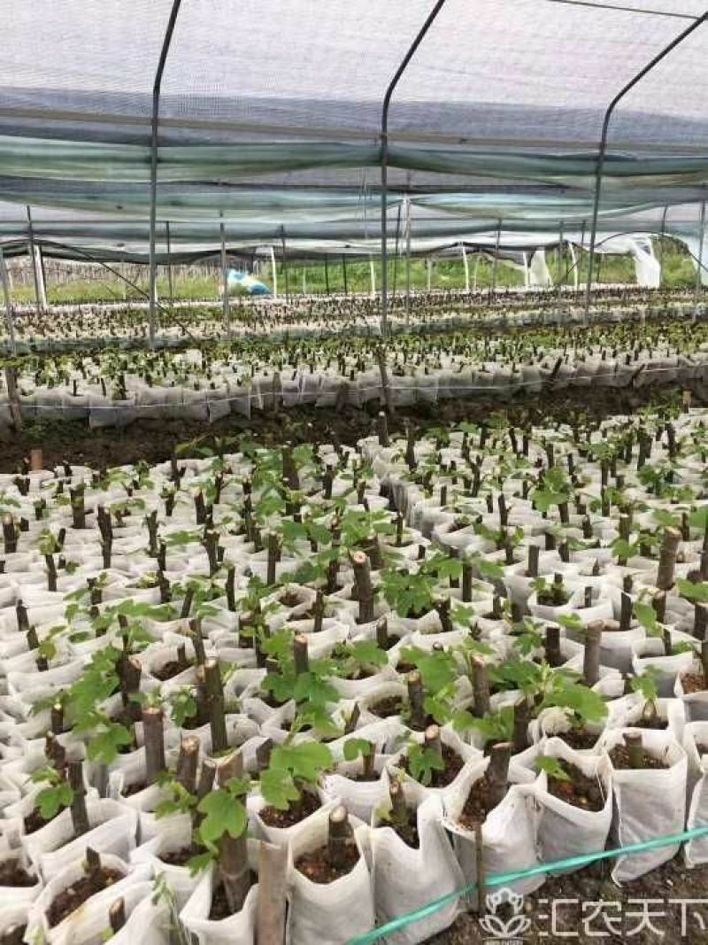 无花果苗10cm以下