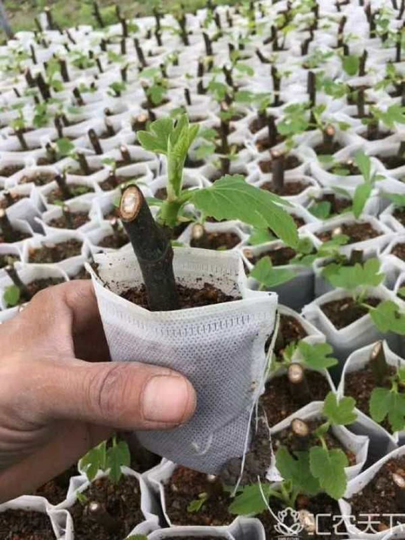 无花果苗10cm以下