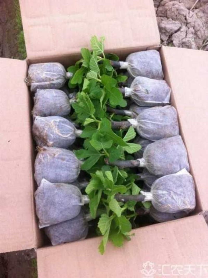 无花果苗10cm以下