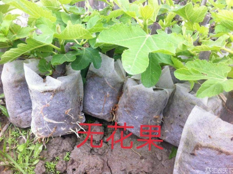 无花果苗10cm以下