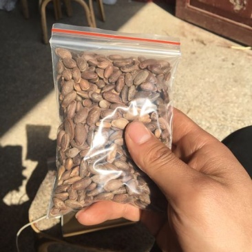 瓜蒌籽药食两用蒌仁吊瓜