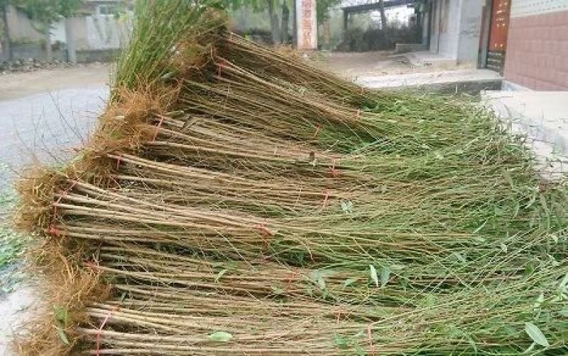 嫁接桃树苗包成活水蜜桃苗地栽黄桃树苗冬桃苗南方北方种植