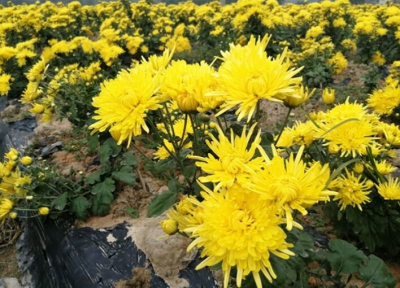 菊花茶特级