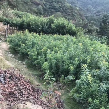 杨梅树苗0.5~150cm以下