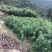 杨梅树苗0.5~150cm以下