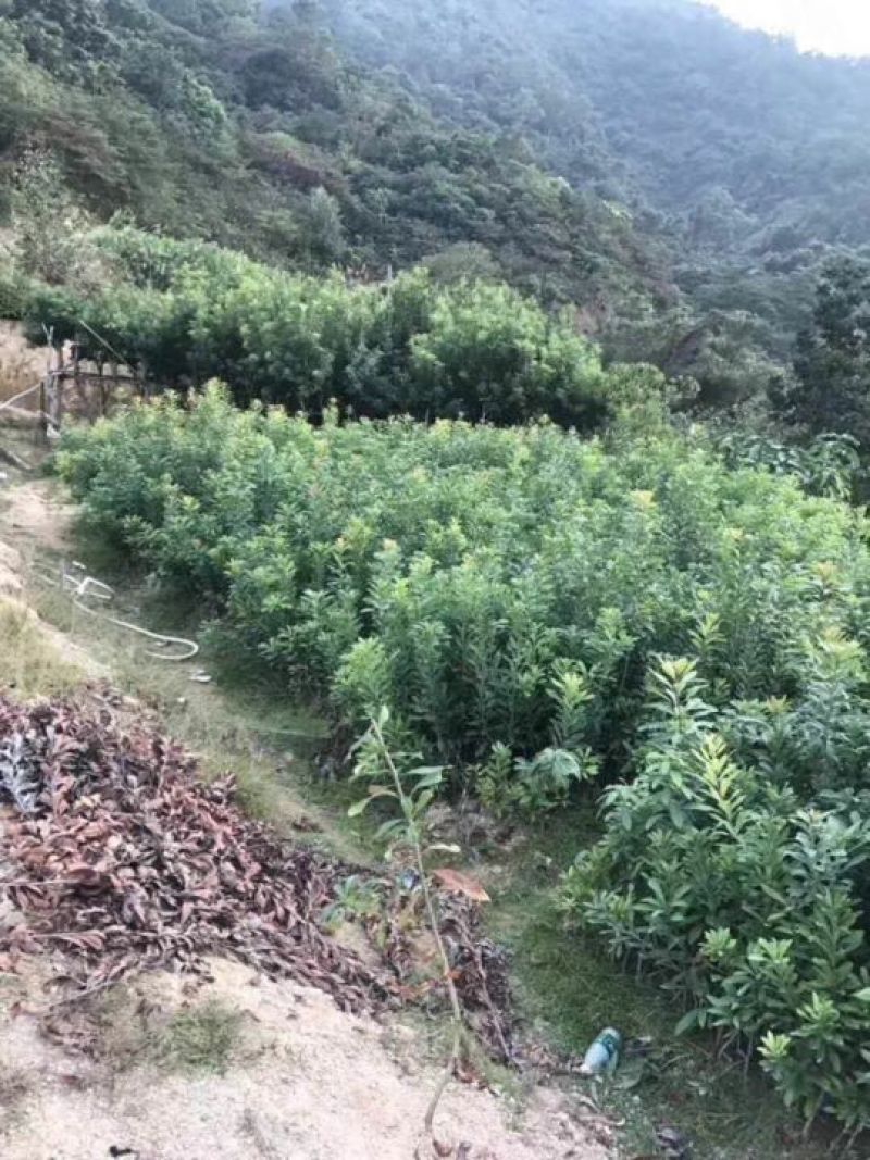 杨梅树苗0.5~150cm以下