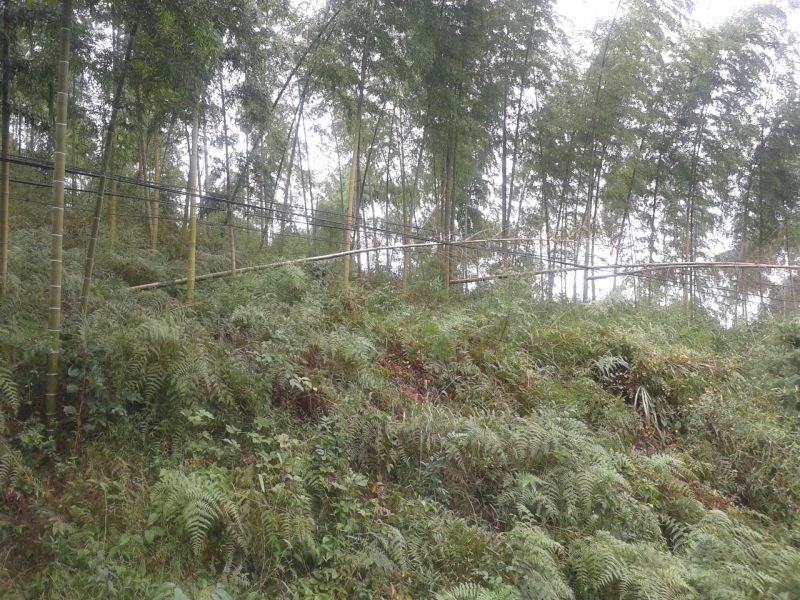 山地转让101~1000亩30~50年