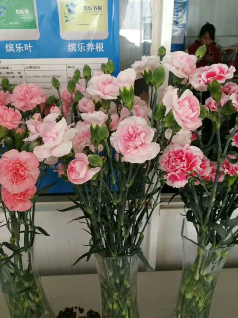 康乃馨鲜切花种植种苗自家繁殖，品质保证，原产地发货