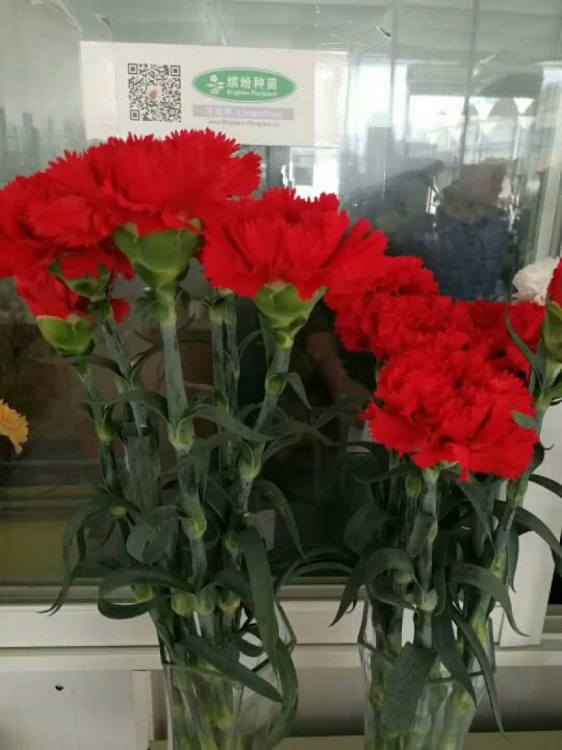 康乃馨鲜切花种植种苗自家繁殖，品质保证，原产地发货