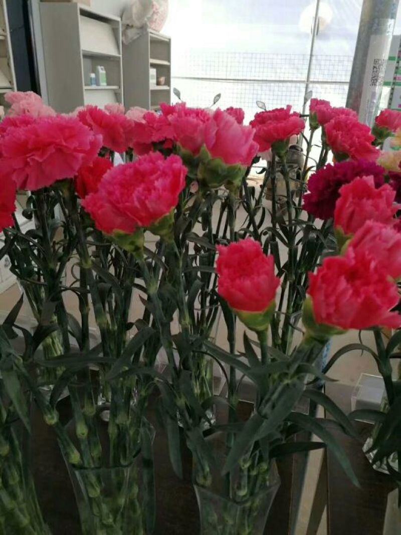 康乃馨鲜切花种植种苗自家繁殖，品质保证，原产地发货