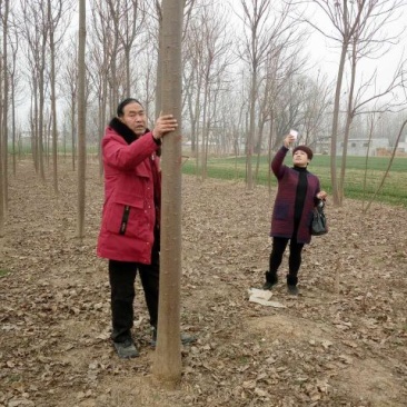 楸树2.5~3m