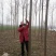 楸树2.5~3m