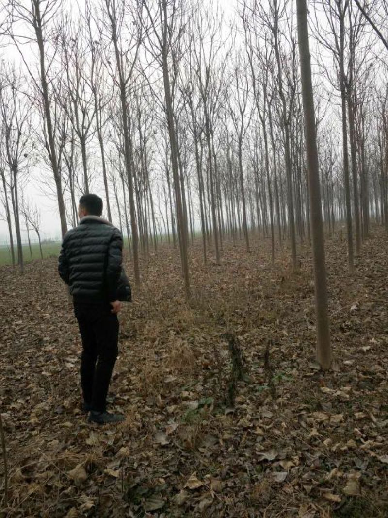 楸树2.5~3m