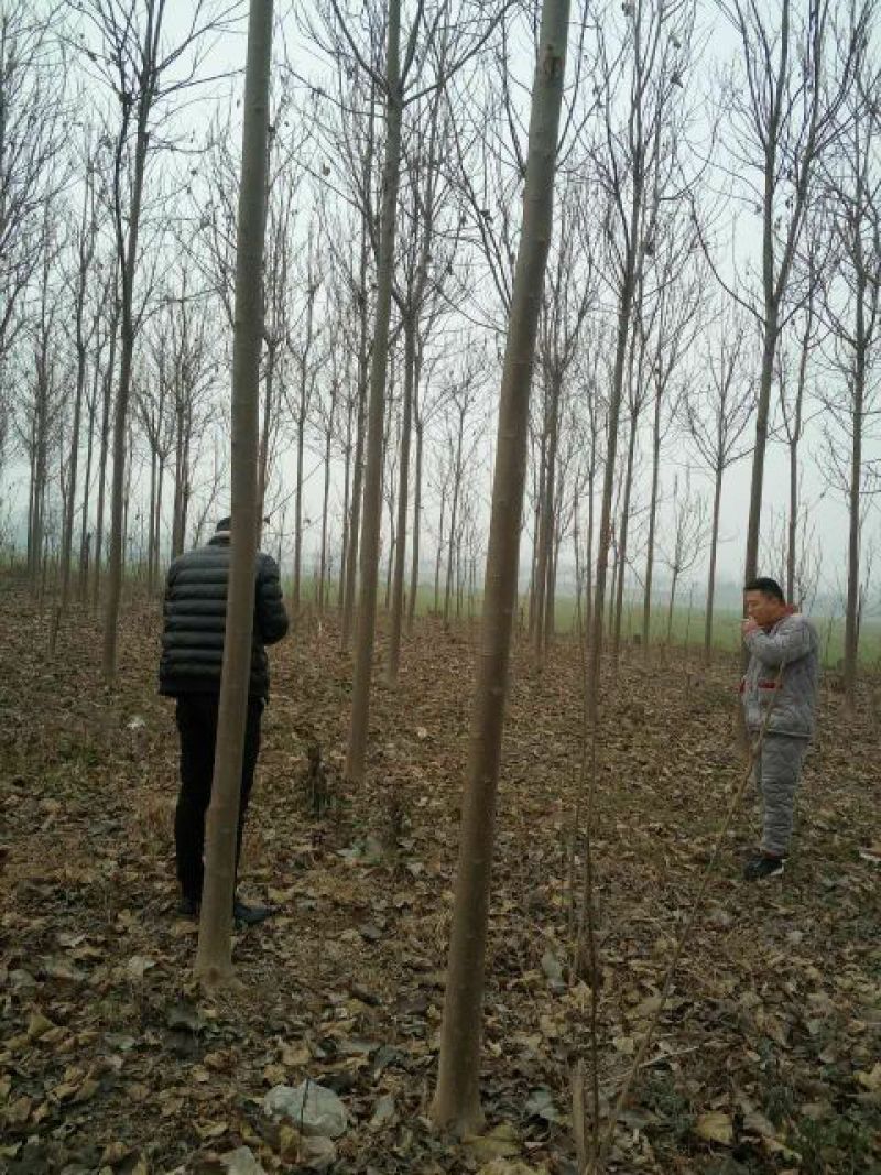 楸树2.5~3m